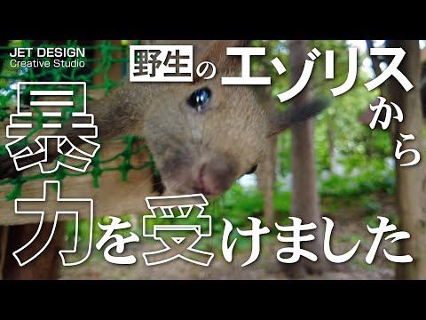 エゾリスから暴力を受けました