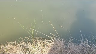Relaxing Feeding Big Catfish