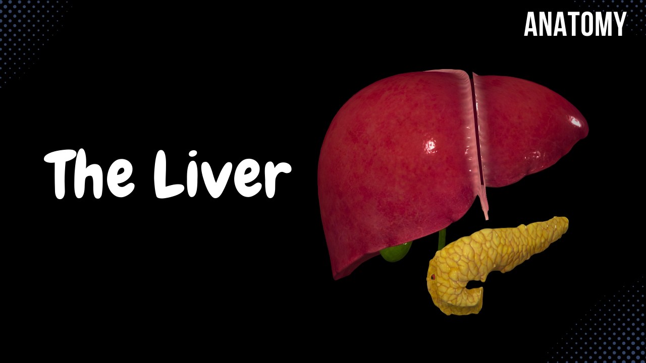 Liver Anatomy (Function, Topography, External Structures, Ligaments)