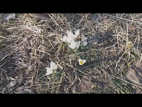 Весенняя поездка в горы 2 / Поляна подснежников / Spring trip to the mountains / Meadow of Snowdrop