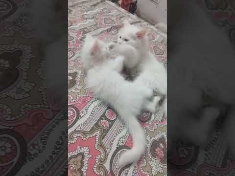 #playcats #pet #🐱🐱#catshorts