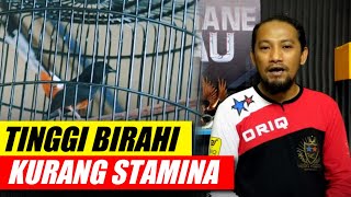 Download lagu MURAI BATU yang Tinggi birahi kurang stamina mp3