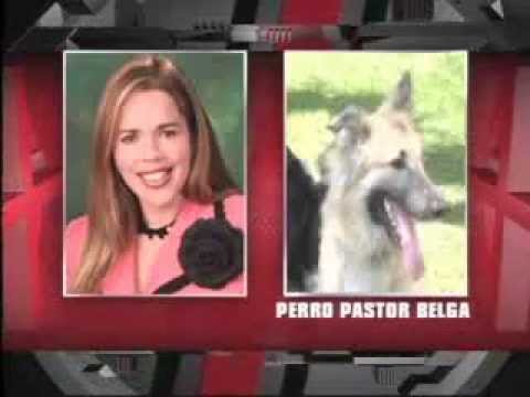 SuperXclusivo - Perro Belga le muerde una "tecla" a Lorna Soto