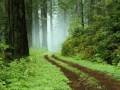 Dan Gibson - Woodland Meditation Dan Gibson - Woodland Meditation