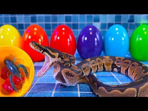 Colorful wheel of Fortune, Surprise Eggs, Lobster, Snake, Betta Fish, Snake, Discus, Frog, Turtle