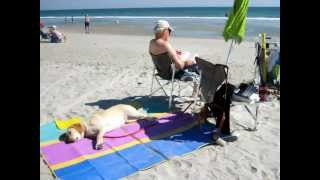 Good night Irene with Raffi