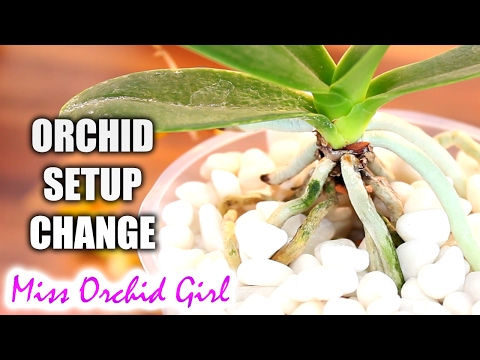 I'm changing my Orchid setup - here's why