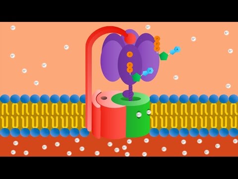 Trasporto attraverso le membrane