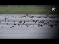 Op pad met boswachter Thomas - De vogeltrek