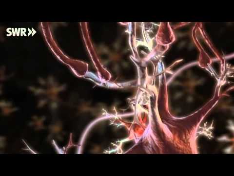 Total Phänomenal Netzwerk Nerven (Nervenzellen)