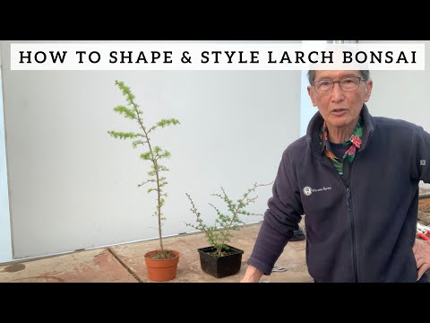 How to Shape & Style Larch Bonsai
