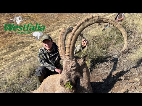 Steinbockjagd in Kasachstan 2022