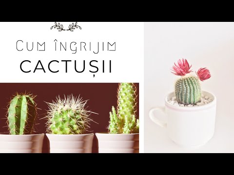 Tratamentul cactusilor și paraziților