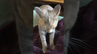 足踏み〜猫モミモミ🐱