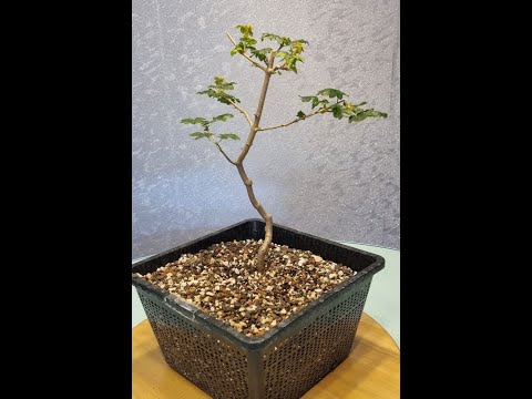 Ahorn - Pre-Bonsai Spezial