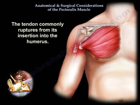 Consideraciones anatómicas y quirúrgicas del músculo pectoral 