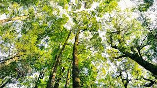 Groove Coverage - 7 Years &amp; 50 Days (Album Version)