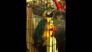 my Parrot sings Casanova Brown, a Teena Marie RIP tribute