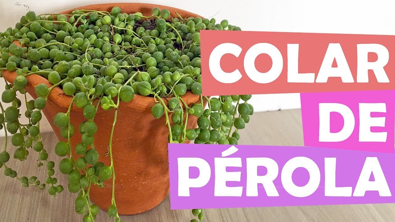 ID DE SUCULENTA: Colar de Pérolas (Senecio rowleyanus)