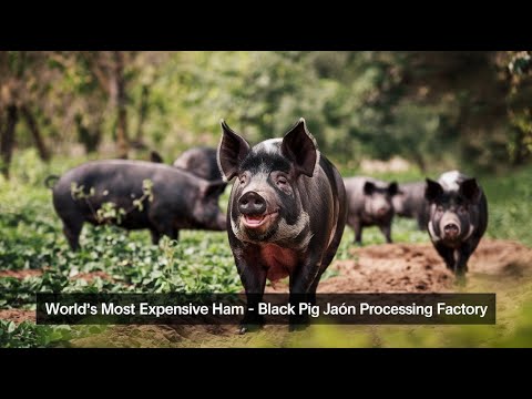 Black Pig Farming in Forest - World's Most Expensive Ham EVER