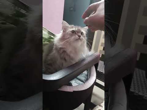 Sohani Nimbavat708😇 लाइव harry ko aap sab se baat karni hai 🫶♥️❤️