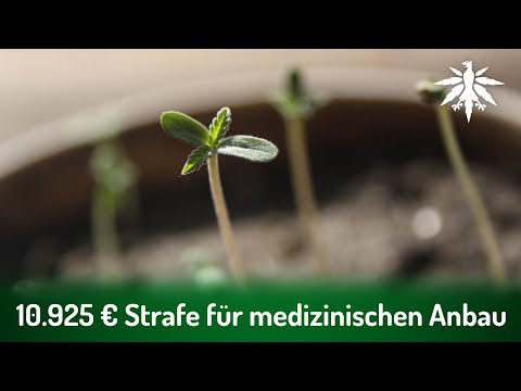 10.925 Euro Strafe für medizinischen Anbau | DHV-News # 289