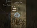 Dandelions Lyrical Whatsapp Status Full Screen Fullscreenstatus Dandelions Ruthb