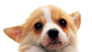 50 cent-puppy love
