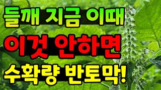 들깨 꽃이필때 반드시 병충해방제 지금해야 수확량 안줄어요  / 녹병, 잿빛곰팡이병, 파밤나방, 진딧물방제