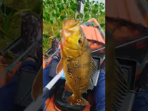 Pescaria de tucunaré,no rio Paranapanema, Terra rica (Pr)só.saiu gigantes 🎣🎣