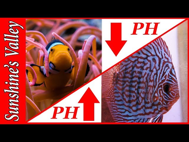 How to lower PH? How to raise PH? HOW TO lower ph quickly easy and natural!