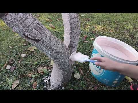 Ovo je pravo vrijeme za Krečenje stabala - Sve što treba da znate