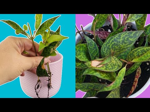 Effortless Lipstick Plant Propagation Guide Step by Step