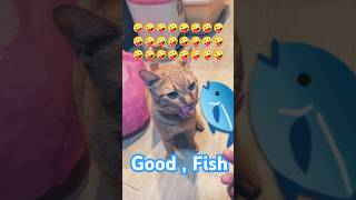 2026/6/26_117 貪吃SV #橘ひなの #橘貓 #橘猫 #貓咪日常 #cat #cute #貓貓日常 #貓貓 #可愛い猫 #貓咪