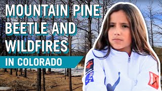 Youth Climate Story: Pine Beetles and Wildfires in Colorado