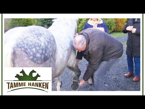 Schimmel hat Probleme beim Gehen: Doch das ist nicht alles! | Tamme Hanken | Kabel Eins