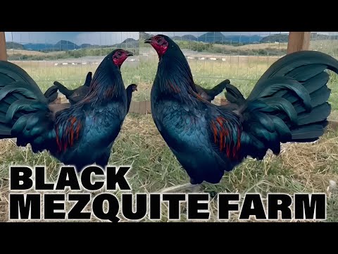 Beuatiful Black Birds Yellow Leg Asil Sweater Kelso MEZQUITE FARM