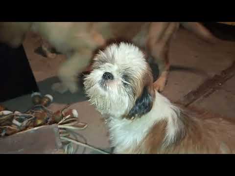 Nabina Dog Ne Billi Per Hamla Kar Diya