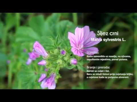 Baza bilja - Crni slijez, Divizma, Dobričica, Gavez, Glog