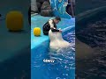 Beluga Whale in Tears After Losing Its Toy 😭