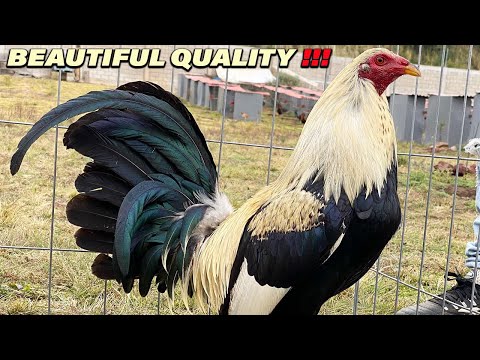 Regular Grey Sweater Black Brownred - Beautiful Birds Rancho Suspiro Sánchez