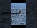 Deep Dives: Fathers in the Whale World