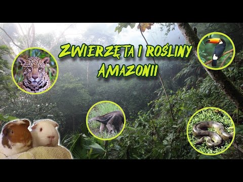 Zwierzęta i rośliny w Amazonii (geografia - lekcja dla klasy 8 online)