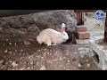 Rabbits Prefer To Have Children In The Land