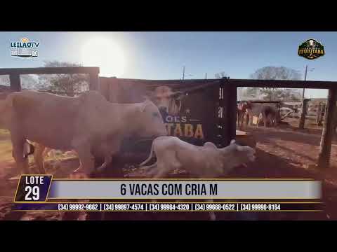 LOTE 29   6 VACAS COM CRIA M🔥 AO VIVO: LEILÕES ITUIUTABA 23/07/2026 - PARQUE DE EXPOSIÇÕES JK