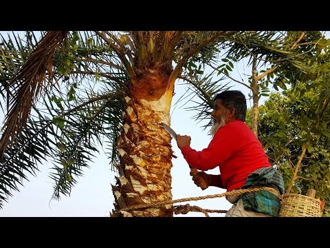 Extraction Of Date Palm Juice - Kheer/Payesh Cooking Using Fresh Palm Juice - Tasty Village Food