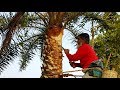 Extraction Of Date Palm Juice Kheer Payesh Cooking Using Fresh Palm Juice Tasty Village Food