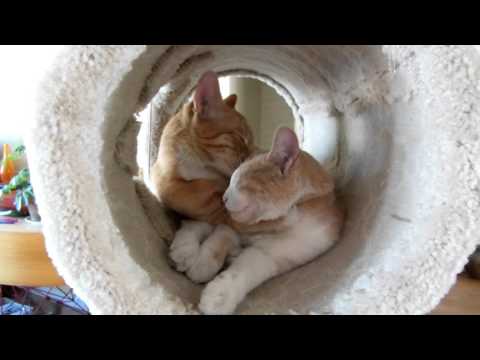 11 20 15 chester licking archie