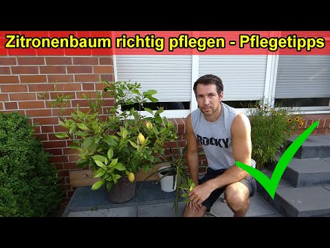 , title : 'Zitronenbaum Pflege Tipps – Zitrone pflegen – Gießen, düngen, Temperatur, Standort, uvm.'