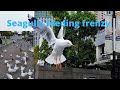 Seagulls Seagulls Eating Frenzy Shorts Seagulls Pigeons Birds Melbourne Southbank